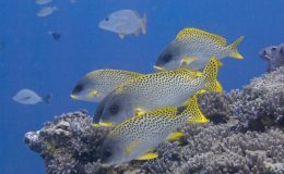 Best African dive sites - reef fish and coral