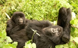A Day In The Life Of Mountain Gorillas