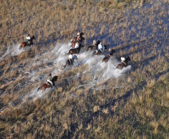 Fast paced riding safaris