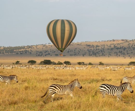 Balloon safaris