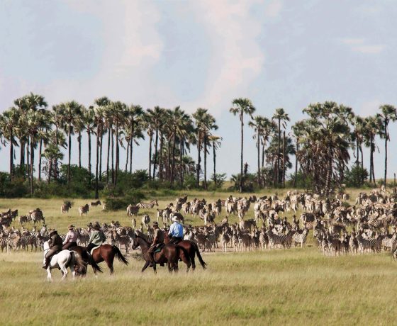 Riding with the wildebeest migration