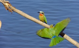pair carmine bee eater birds on a branch Chiawa camp, South Luangwa, Zambia - birding safari zambia wildlife