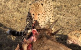 Meeting Malaika; Cheetah In The BBC Series The Hunt