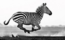 10 Best African Wildlife Photographs