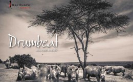 Drumbeat Autumn 2014 front cover crash of rhino black and white