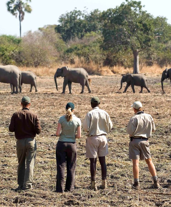 Walking Safaris