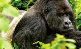 Ugandan gorilla