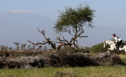 Horse riding safari - rider jumping on a grey horse over a log in the African savannah with Mount Kilimanjaro beyond