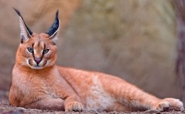BBC’s The Hunt  – The African wildlife and film location secrets revealed…