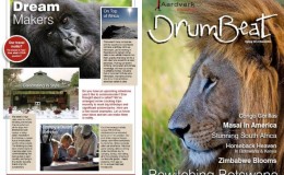 Drumbeat Spring Newsletter front cover male lion