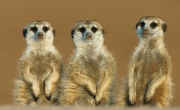 Tswalu and Kwandwe, four weeks in South Africa