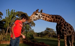 Boy being licked by a giraffe at Giraffe Manor, Nairobi, Kenya