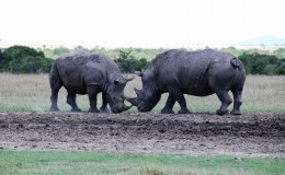 Two rhinos engaged in a fighting stand of at Ol Pejeta Laikipia Kenya