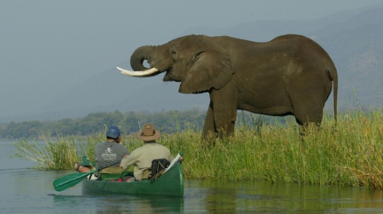 Mana Canoe Trail elephant and canoe safaris