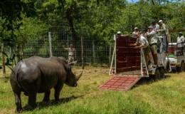 Rhino being rescued into a truck for relocation
