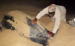 Turtles Have Arrived at Rocktail Beach
