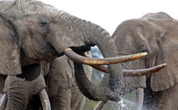 elephants with tusks playing with water