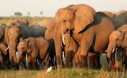 herd of elephants