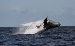 Whale watching holidays - whale breaching in the sea off Isle St Marie, Madagascar