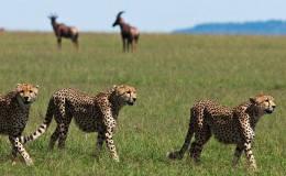 Kenyan family safari, three cheetahs in the Masai Mara, Kenya