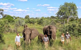 Guests walking with resident Abu herd elephants at Abu Camp, Okavango Delta Botswana