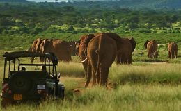 Saba Douglas-Hamilton with elephant with daughter in a safari vehicle with two elephants behind