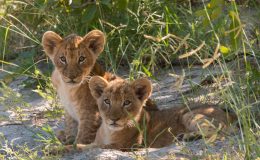 Kwando Camps, Botswana – Spring Special