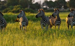 Zebra herd looking left at Mombo Camp, Okavango Delta, Botswana
