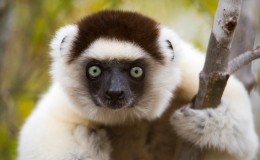 luxury holidays madagascar  Lemur at Mandrare River Camp