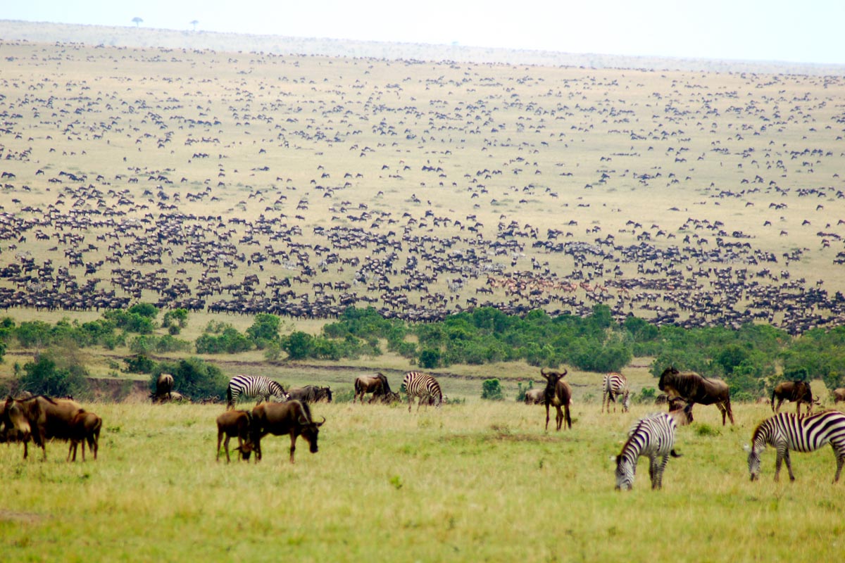 парк масаи мара
