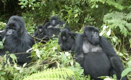 Plan ahead to visit the mountain gorillas