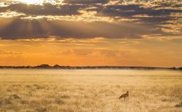 Hidden In Plain Sight – Botswana