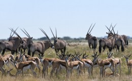 The Kalahari