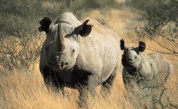 Black rhino mother and young calf in the bush, Tswalu, South Africa