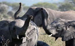 Three elephants trumpeting