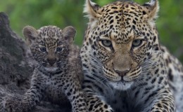 How to photograph animals on safari
