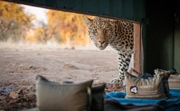 Wildlife photography safaris - leopard outside a safari hide