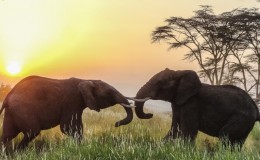 Fabulous Kenyan safari to support the 2017 cricket tour