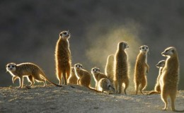 Clan  of meerkats back lit in sunshine on a safari