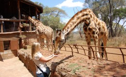 Nairobi Stopover 24 hours in Nairobi - Lady feeding giraffe at Giraffe Centre, Nairobi Kenya