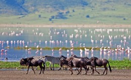 5 African Wildlife Migrations