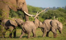Elephant herd at Mashatu Tented Camp, Tuli, in wildlife rich Botswana