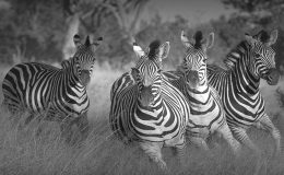Where can I see the Zebra Migration?