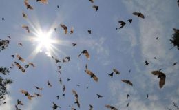 Bat migration in Kasanka Zambia Robin Pope Safaris