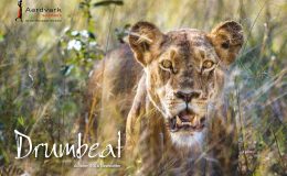 Drumbeat Autumn 2016 Front cover lionness in the grass close up