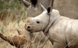 rhino conservation safari at Kwandwe, South Africa, Black Rhino and calf