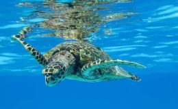 Underwater turtle swimming in the North Island Seychelles - turtle migration - turtle conservation holiday
