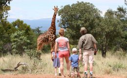 Giraffe on a family walking safari Ants Nest, South Africa