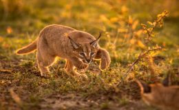 Caracal kittens stalking