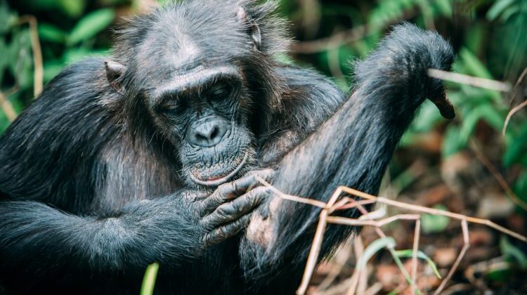 Mother and baby chimp Greystoke Mahale
